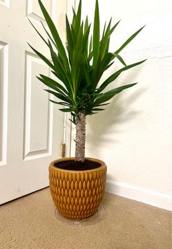 Indoor Plant 🪴