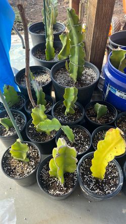 Dragon Fruit Cuttings