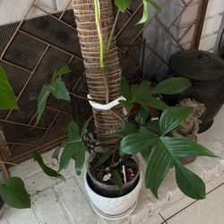 Philodendron