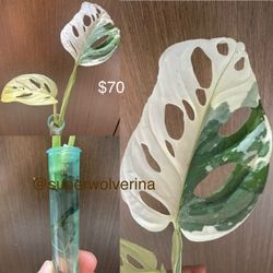 variegated monstera adansonii Japanese tri color cutting