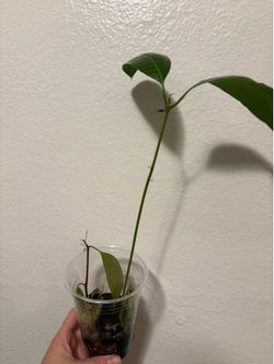 Mango Seedlings x2
