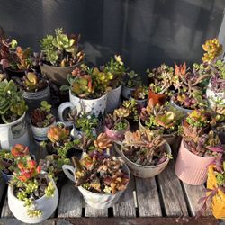 Succulent Arrangements Priced Individually 