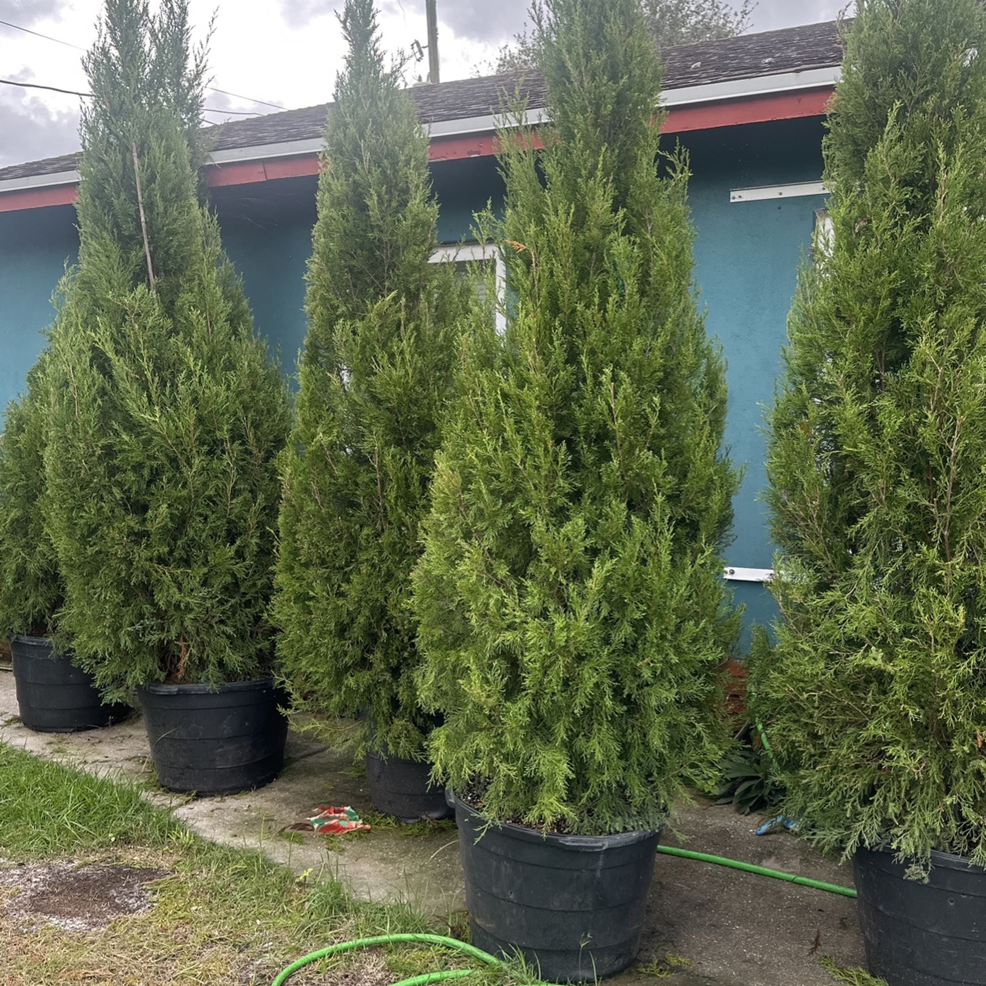 Red Cedars Tree For Sale 