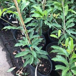 Sapodilla Sapote Manilkara Zapota 2gallon Trees Fully Grown Self Fruitful Free Bitter Mellon Seedling Plant