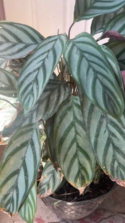 Planta pluma de indio