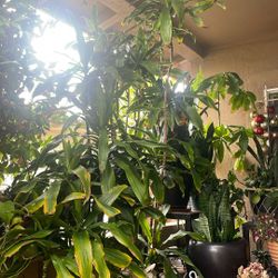 Plantas 15 Gal ones Grandicimas $45