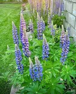 Established Lupine Starts