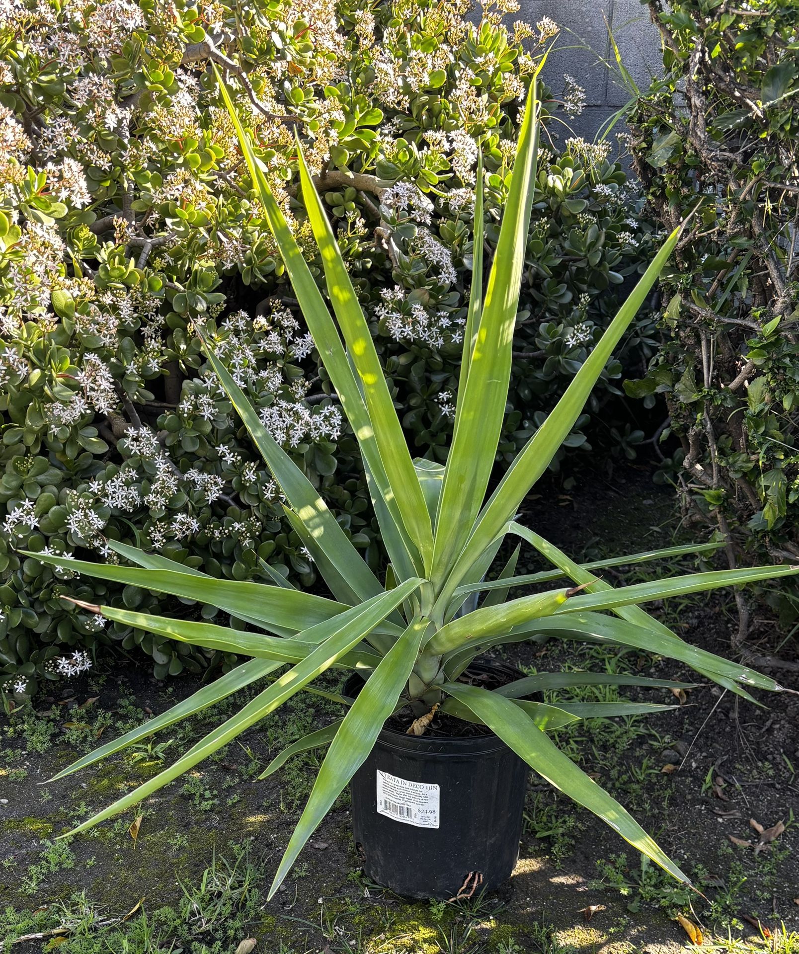 NICE HEALTHY YUCCA PLANTS