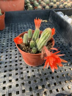 Echinopsis Chamaecereus- “Peanut Cactus”