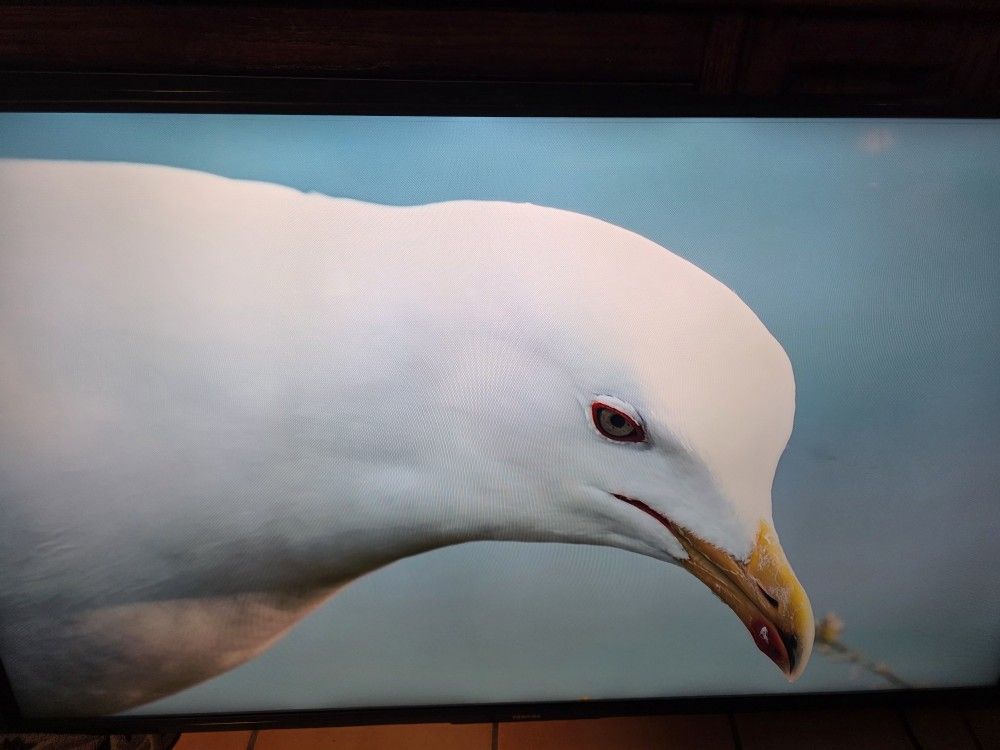 55 Inch Toshiba Fire TV