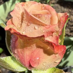 Rare florist cutting rose, Escalante Rose