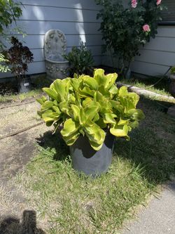 Succulent Plant For Sale