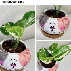 Variegated Pothos In Cat Ceramic Pot