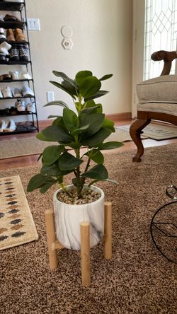 Live Indoor Plant in Marble Pot with Stand