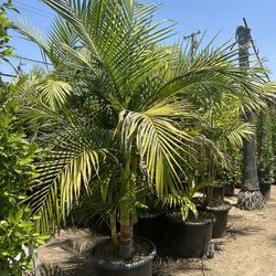 King Palm