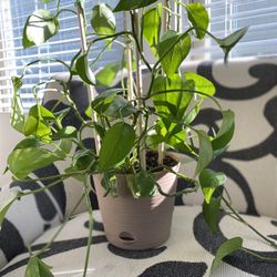 Pothos Devil’s Ivy In Plastic Pot