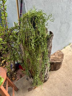 Succulents grande