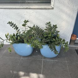 18" Square Ceramic Pair Pots With Plants