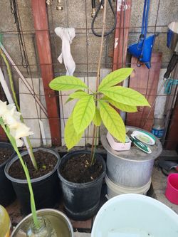 Avocado Plant for Sale