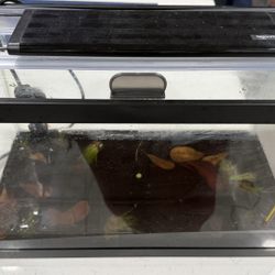 5.5 Gallon Tank With Accessories