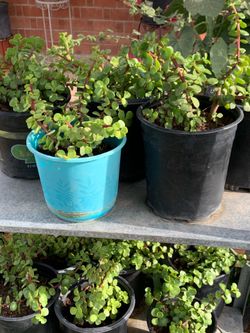 Part four of the many plants for sale