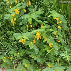 partridge pea seed bombs, 10 bombs