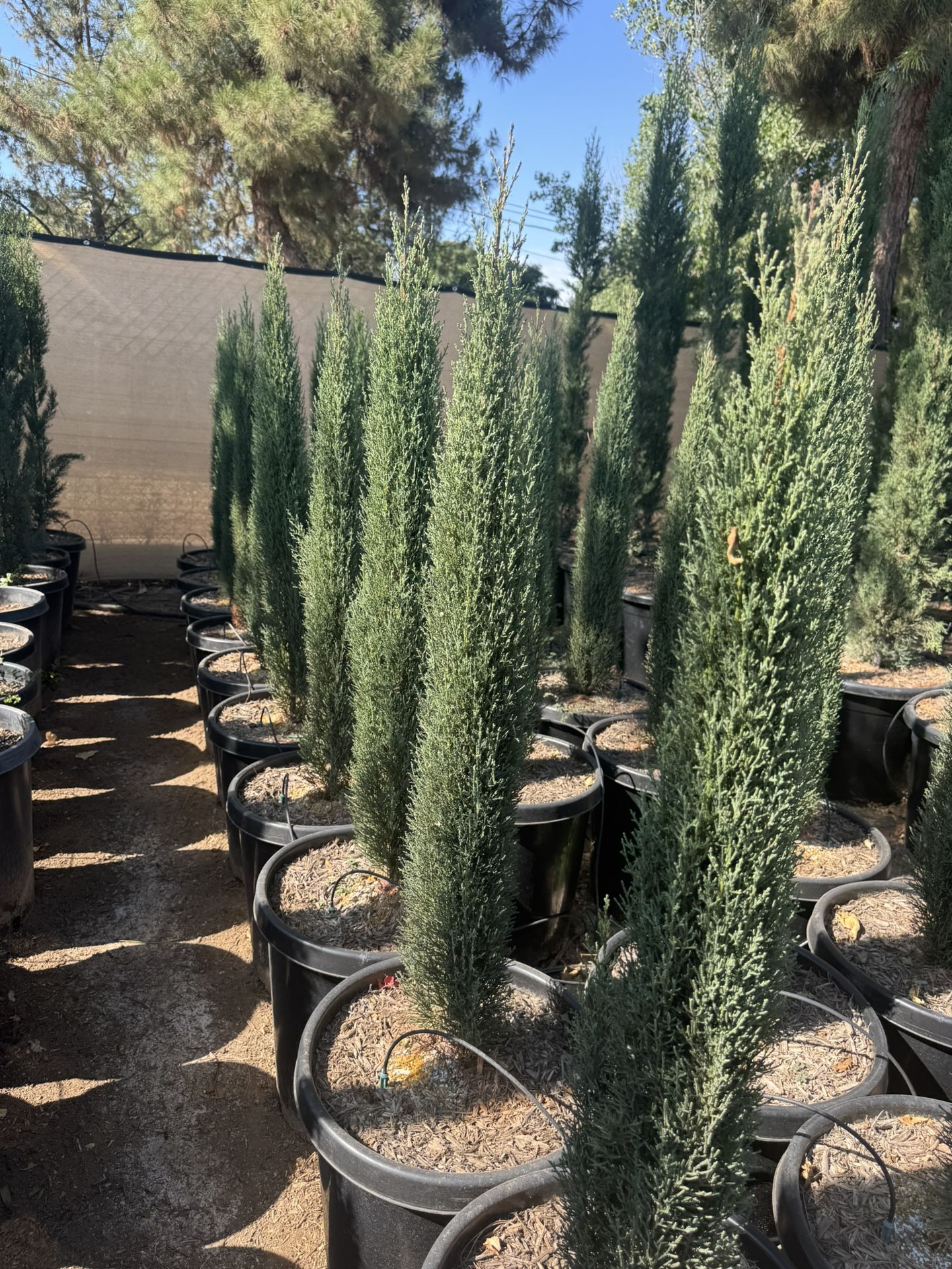 Tiny Tower Italian Cypress Dwarf 15 Gallons