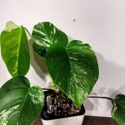 5 Leaf Variegated Monstera Albo