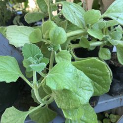 Oregano Orejon O Vic 