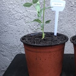 Organic Sugar Ann Pea Plant