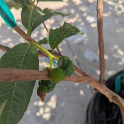 Thailand Seedless Red Flesh Guava