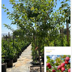 Plum Tree 24” Box