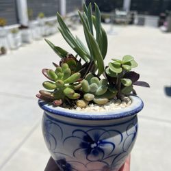 Succulents - Blue and White Collection 