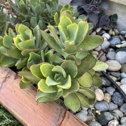 Succulent-3 Cutting $7