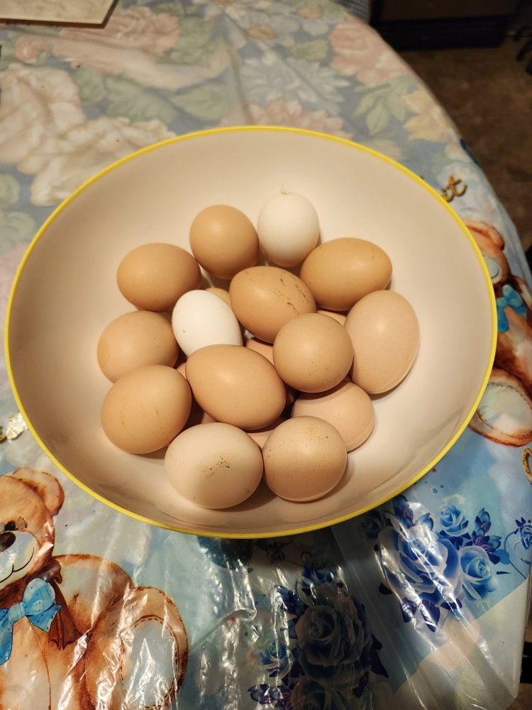 Eggs Fresh Organic 7 For Duzen