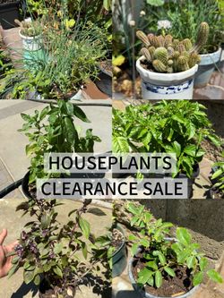 SALE! BASIL / CHIVES / ROSE /CACTUS / PEPPER PLANTS