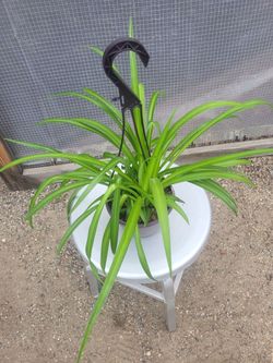 Spider Plant 6" Nursery Pot