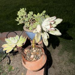 Succulents For Sale Different Prices 