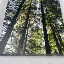 Forrest canvas 12 x 16