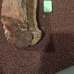 Tree Trunk, Of Petrified Wood, Very Colorful About 20 8nches Tall