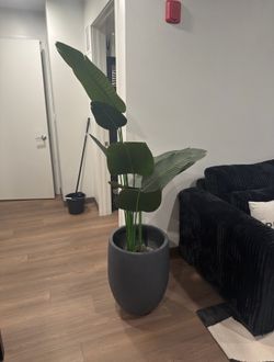 Vase & Plant