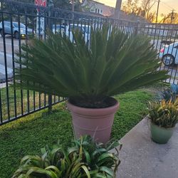 Plant Sale