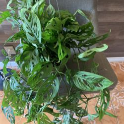 Monstera Adansonii Plantas
