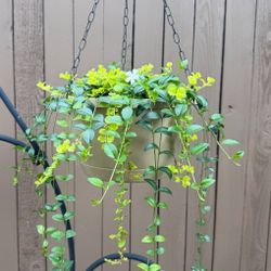 White Vinca and Creeping Jenny Perennial Plants in a Hanging Basket