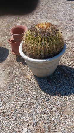 Golden Barrel Cactus