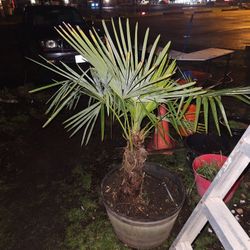 Palm Tree