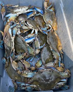 Maryland Blue Crabs