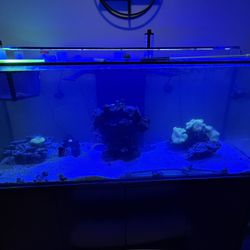 Salt Water Tank Setup