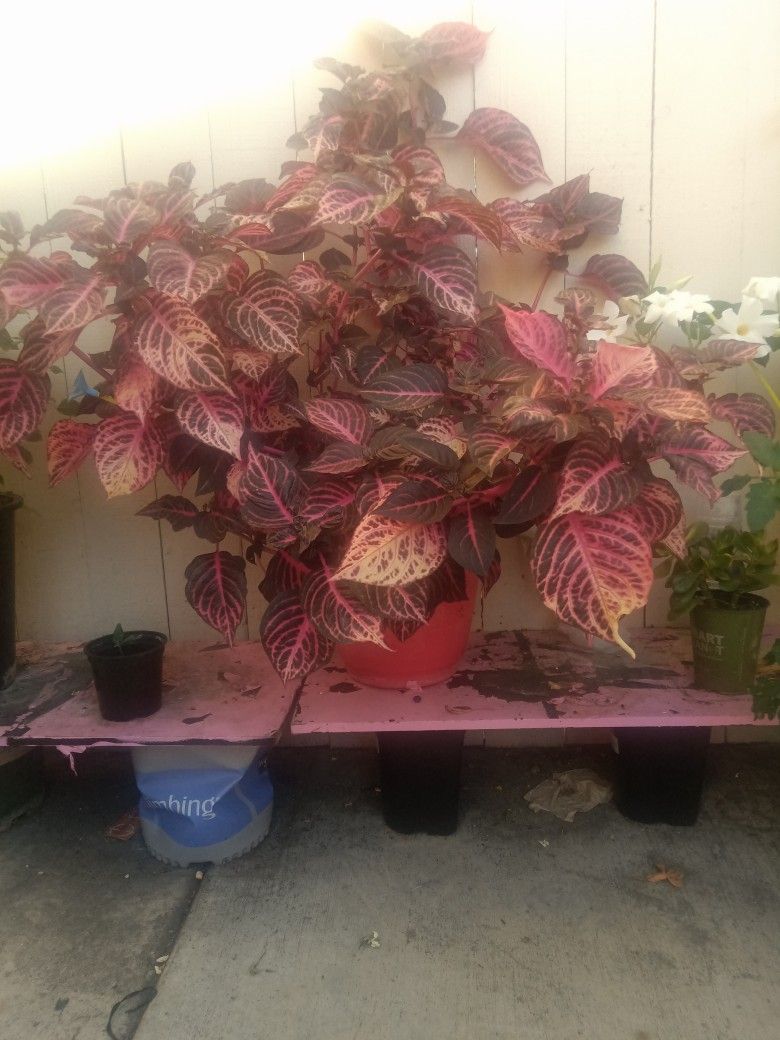 Beautiful Plant In Red