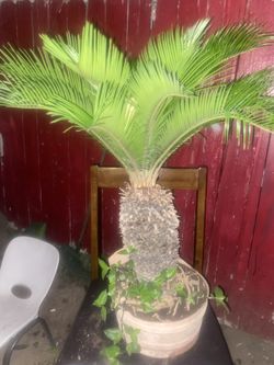 Little Beautiful Palm Tree